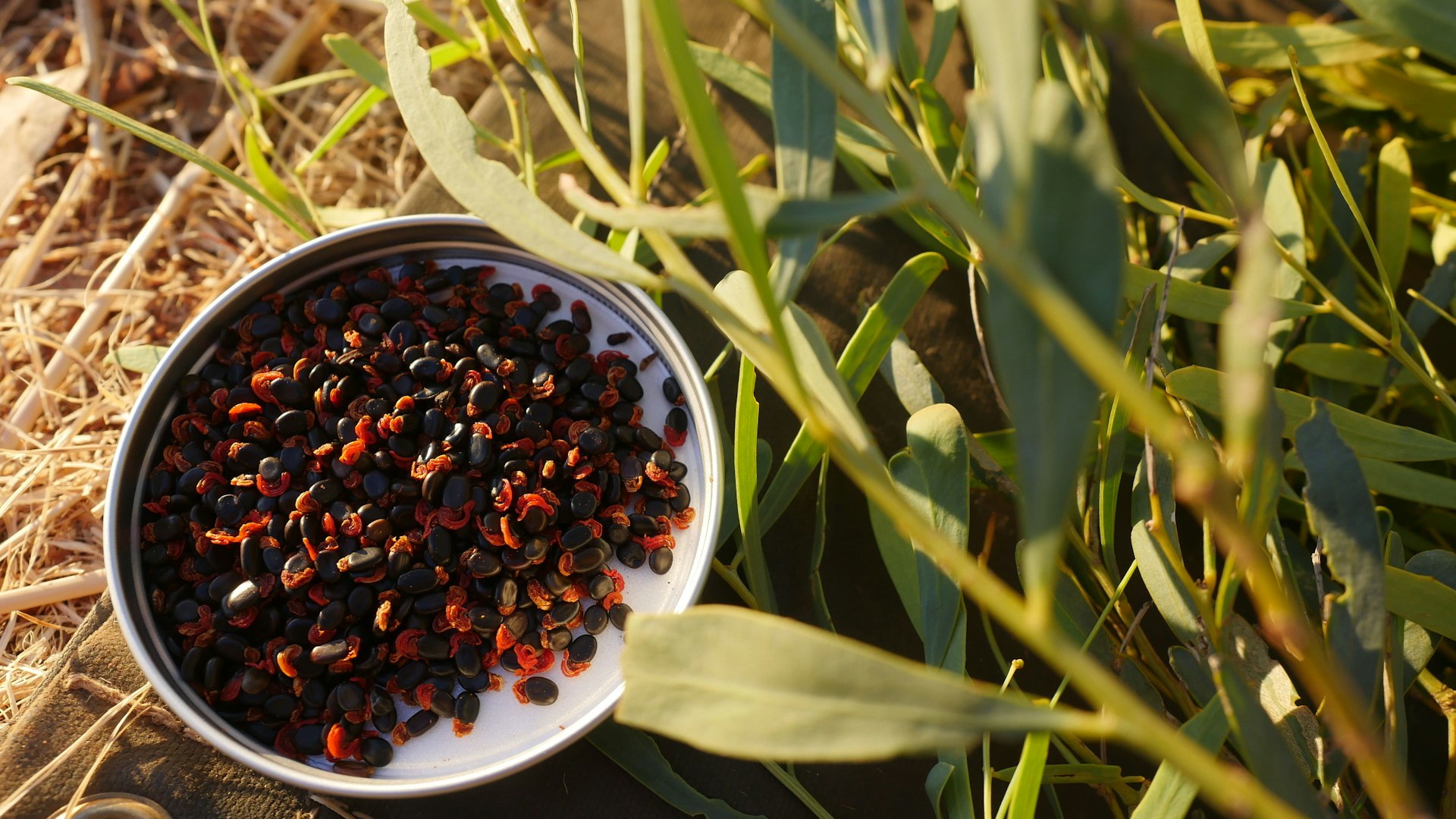 a white bowl filled with red and black seeds